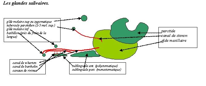 glandessalivaires