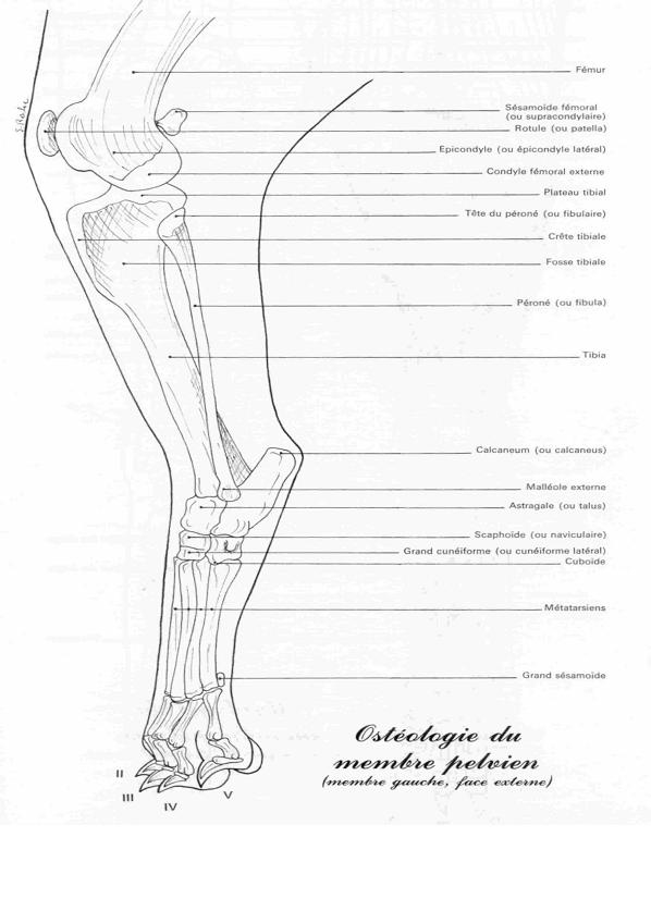 osteofaceext