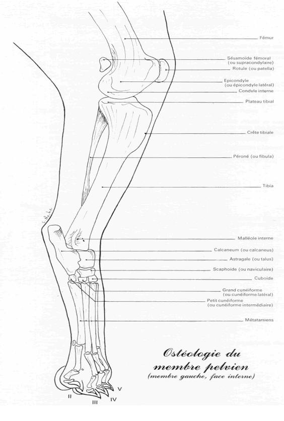 osteofaceint