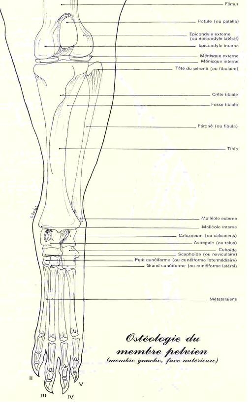 osteofacenat