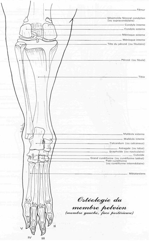 osteofacepost