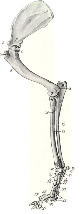scapula