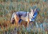coyote