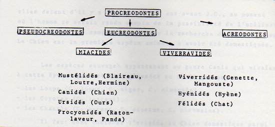 genealogiecanides