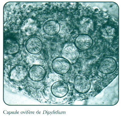 dipylidium