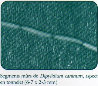 dipylidiumcaninum