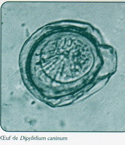 dipylidiumoeuf