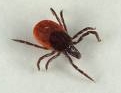 ixodesricinus