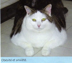 obesite