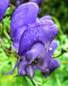 aconite2