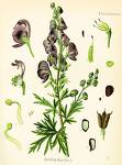 aconitum2