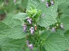 ballota foetida