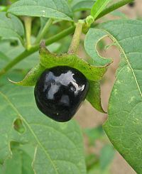 belladone plante m&eacute;dicinale