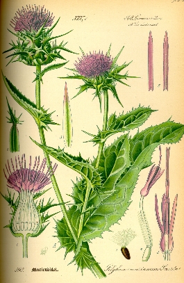 carduus