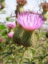 carduus1