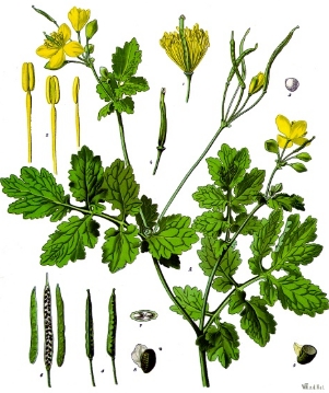 chelidonium majus