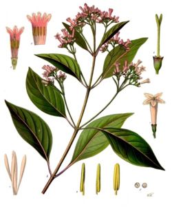 quinquina