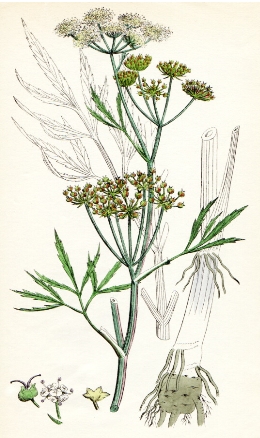 cicuta