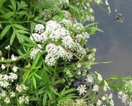 cicuta1