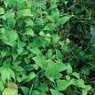 cocculus1