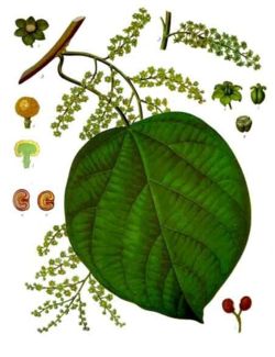 cocullus1