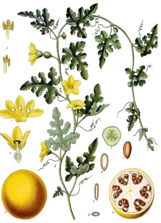 colocynthis
