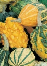 colocynthis1