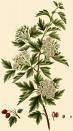 crataegus