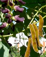 dolichopruriens
