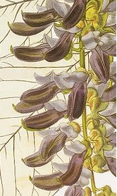 dolichos