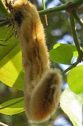 dolichospruriens1