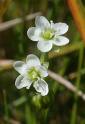 drosera2