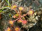 drosera3