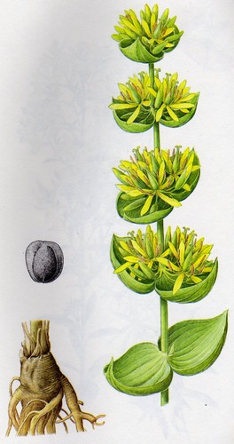 gentiane jaune