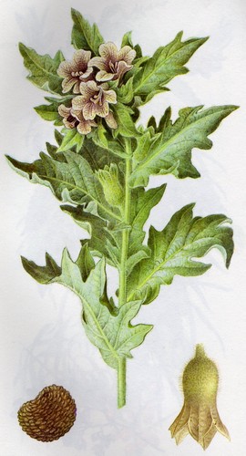 hyoscyamus