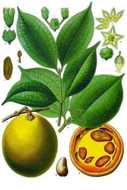 ignata amara f&egrave;ve de saint ignace