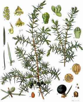 juniperus1
