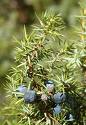 juniperus2