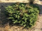 juniperus commun