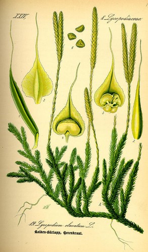 lycopodium
