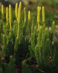 lycopodium2