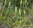 lycopodium3