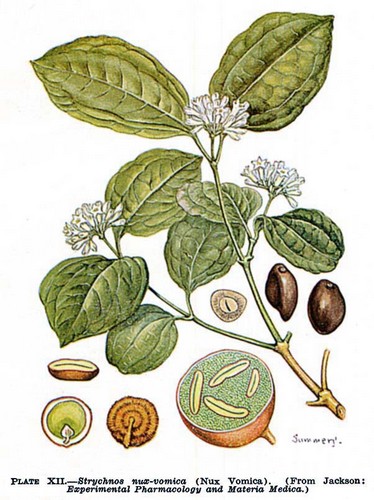 nuxvomica1