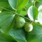 nuxvomica vomiquier