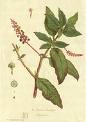 phytolacca1