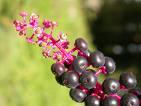 phytolacca decandra