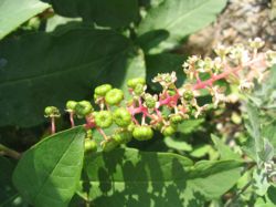 phytolacca fleurs