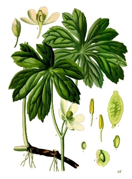 podophyllum