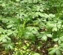 podophyllum1