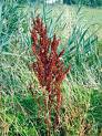 rumex3